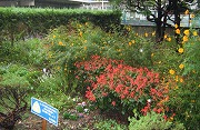 名東図書館「Meito Library Garden」の大きな画像へ