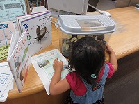 どんな木だと思う？（「スズムシ展示」画像（富田図書館））