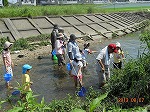 ガサガサ探検で水生生物を捕獲。（守山図書館　「第３回矢田川自然体験学習（連続講座）」）の大きな画像へ