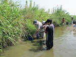 足で近くをガサガサすると．．．中に魚やエビが！いろんな生きものが隠れています。（楠図書館　「子どもかんきょう講座」）の大きな画像へ