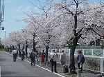 きれいに桜が咲いています。（北図書館　暮らしのセミナー「北区 桜並木と水のみち～惣兵衛川沿いを歩く～」）