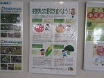 野菜の栄養知識も深まります。（港図書館　パネル展示「南陽地区の『農』の紹介」）