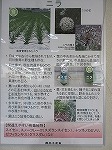 ニラの展示写真です。（港図書館　パネル展示「農林水産業及び食に関する展示」）