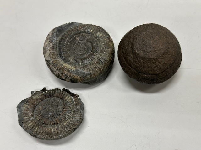 鶴舞中央図書館図書館「図書館サイエンス夜話 2025」の写真2