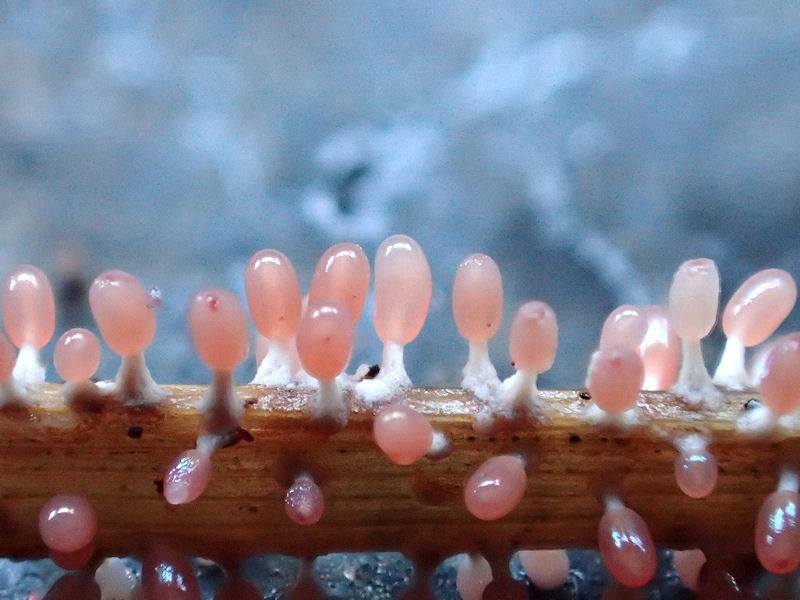 千種図書館 「永田孝いきもの写真展「ちいさなせかい」2026」写真