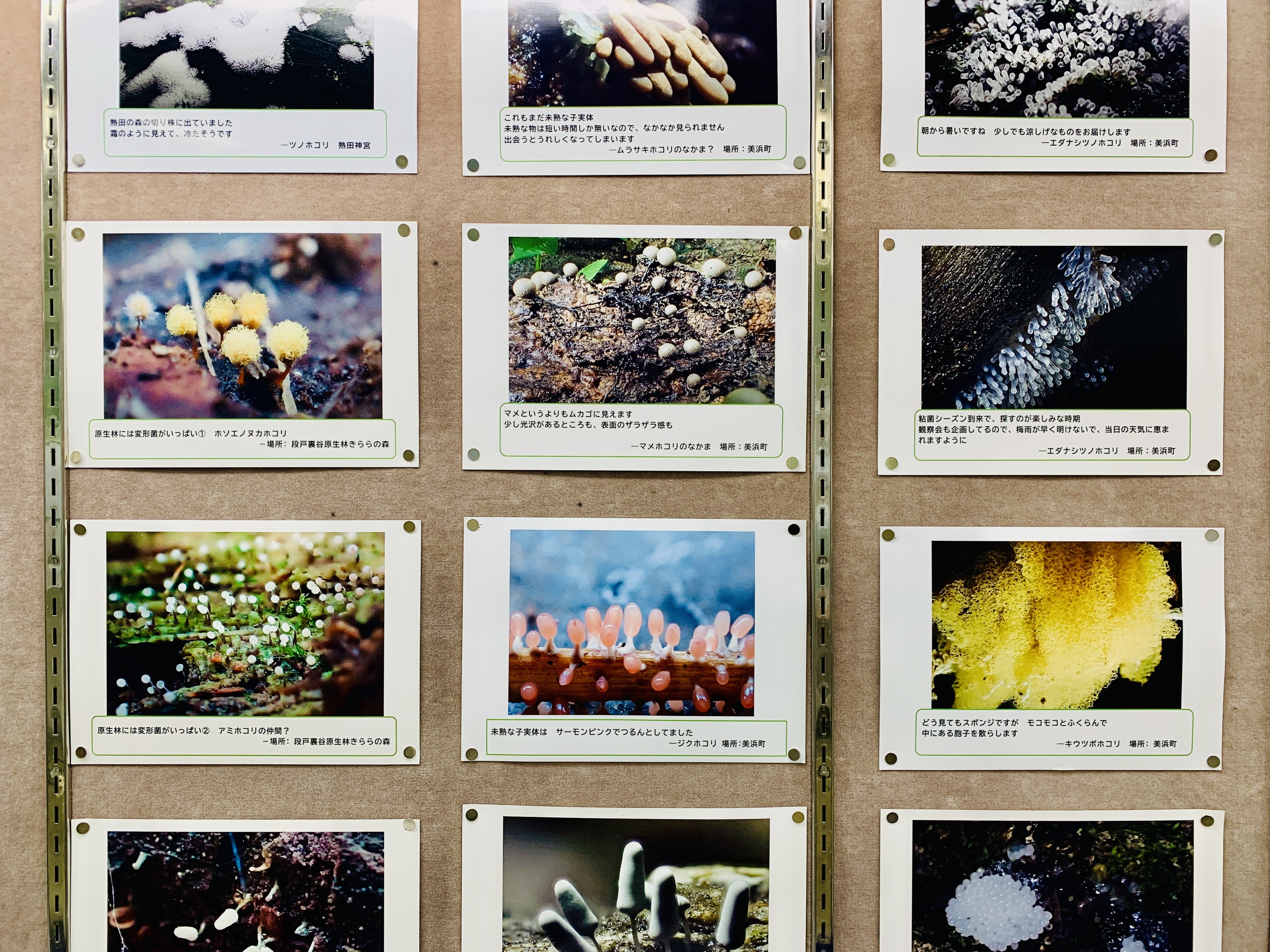 千種図書館 講演会「粘菌たちのちいさなせかい」の写真1