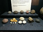 どれが恐竜の卵かわかる？（市科学館展示会場にて）（守山図書館　名古屋市科学館応援展示「卵から...恐竜？」）