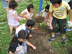 みんなでワイワイほりました。（めいとう図書館　おはなし会のあと「ジャガイモほり」を行いました）