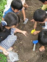 まだまだ、あるぞ。（めいとう図書館　おはなし会のあと「ジャガイモほり」を行いました）