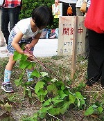 さつまいものつるが長くて、おどろきました（めいとう図書館　おはなし会のあと「さつまいもほり」を行いました）