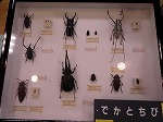 週ごとに昆虫が変わります（なんよう図書館　「なんよう図書館昆虫館」）