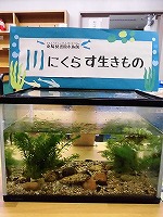 水そうの様子（なんよう図書館　「なんよう図書館水族館　川の生きもの展」）