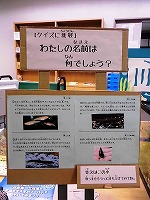 クイズにちょうせん！（なんよう図書館　「なんよう図書館水族館　川の生きもの展」）