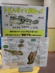 トビハゼについてくわしくなろう！（なんよう図書館にトビハゼがやってきました！）