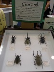 ヘラクレスオオカブトなど大型昆虫（「なんよう図書館生きもの館」かいさい中！）