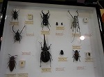 大きな甲虫と小さな甲虫（「なんよう図書館生きもの館」かいさい中！）