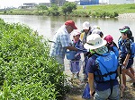 草の下にかくれている生き物をつかまえました。（もりやま図書館　「第6回矢田川自然体験学習」）