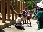 えさをやりました。くるりん、おはなでじょうずにつかみます。（ちくさ図書館　東山動植物園イベント「ゾウ列車のお話とアジアゾウ」でおはなしかいをおこないました）