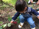 うんしょ、とこしょ！（めいとう図書館　「秋のいもほりおはなし会」をおこないました）