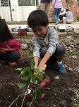 たくさんでてきた！（めいとう図書館　「秋のいもほりおはなし会」をおこないました）