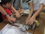 毛は、コアラにくらべてやわらかいね！（ちくさ図書館　夏休み子ども講座（こうざ）「カンガルーのひみつ」）