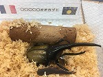 カブトムシの展示の様子（名東図書館　「めいとうカブクワてん）