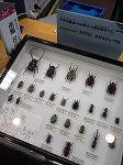 カブトムシの展示の様子（なんよう図書館　「水族館・昆虫館」）